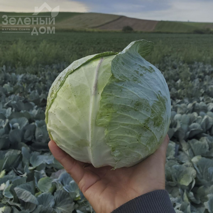 Пауер Слем F1 / Power Slem F1, 75-85 днів фото 1