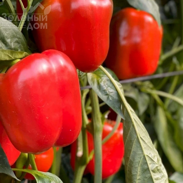 Актор F1 / Aktor F1 фото 2