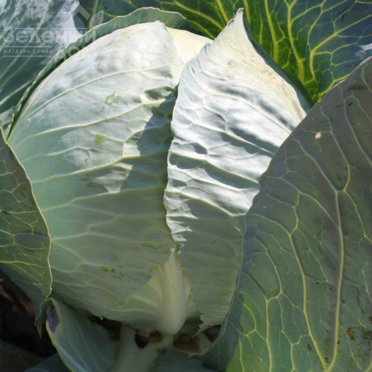 Структа F1 / Strykta F1,90-92 дні фото 1