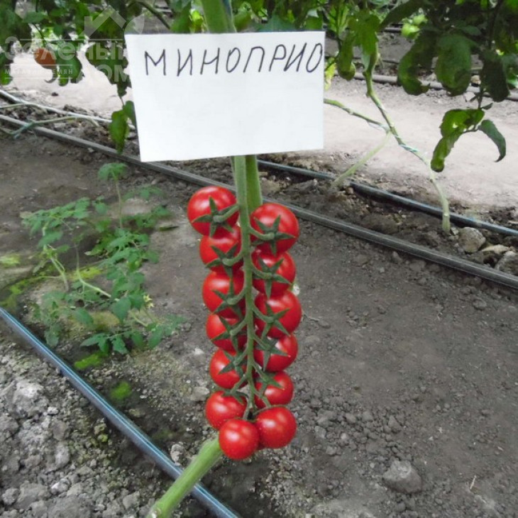 Мінопріо F1 / Minoprio F1,65-70 днів фото 3