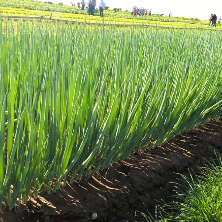 Кайгаро / Kaygaro,54 дня фото 2