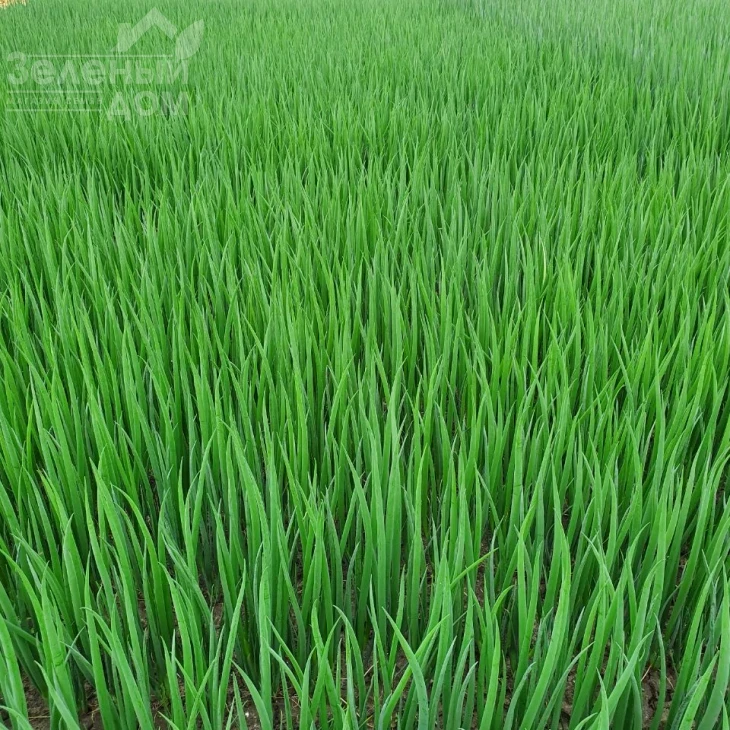 Тотем / Totem фото 3