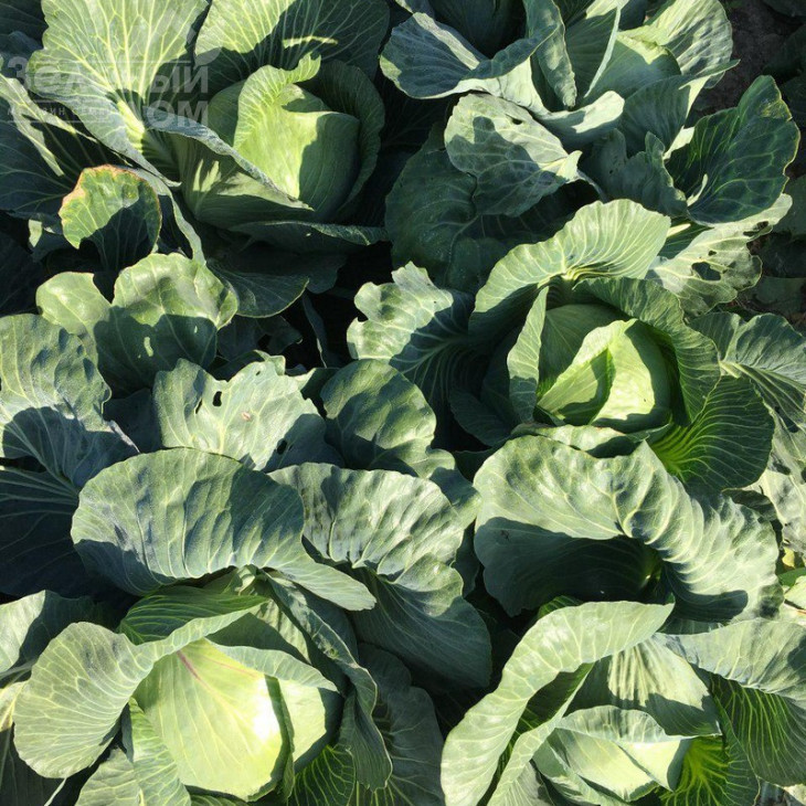 Вісконт F1 / Vyskont F1,130-135 днів фото 1