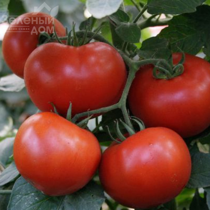 Багіра F1 / Baghera F1,65-70 днів фото 1