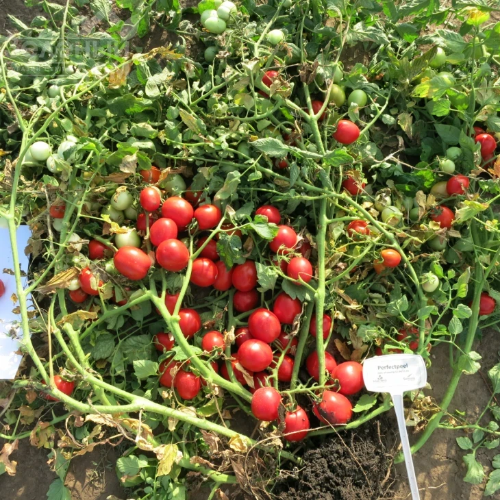 Перфектпил F1 / Perfectpeel F1,60 - 65 дней фото 2