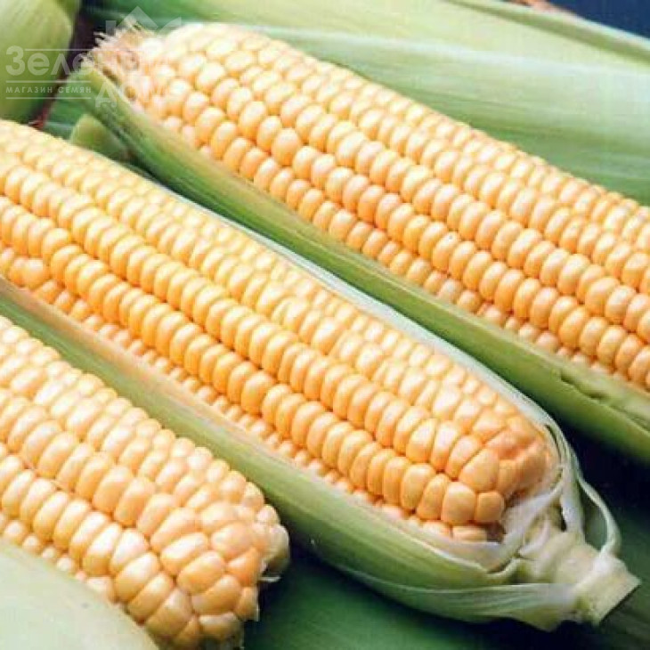 Андріа F1 / Andria F1,90-95 днів фото 1