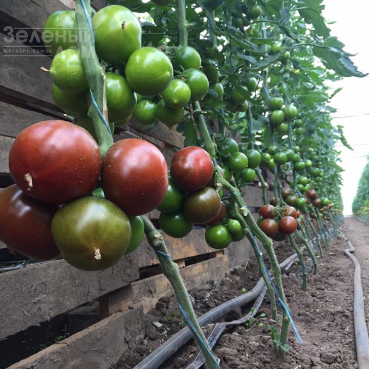 Сашер F1 / Sasher F1 фото 3