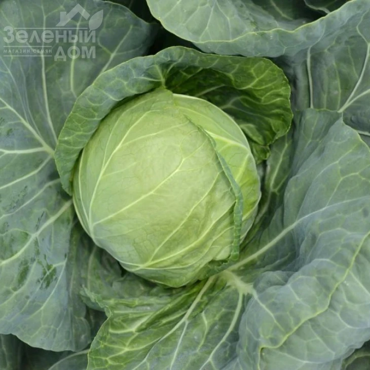 Алина F1 / Alina F1,45-50 дней фото 1