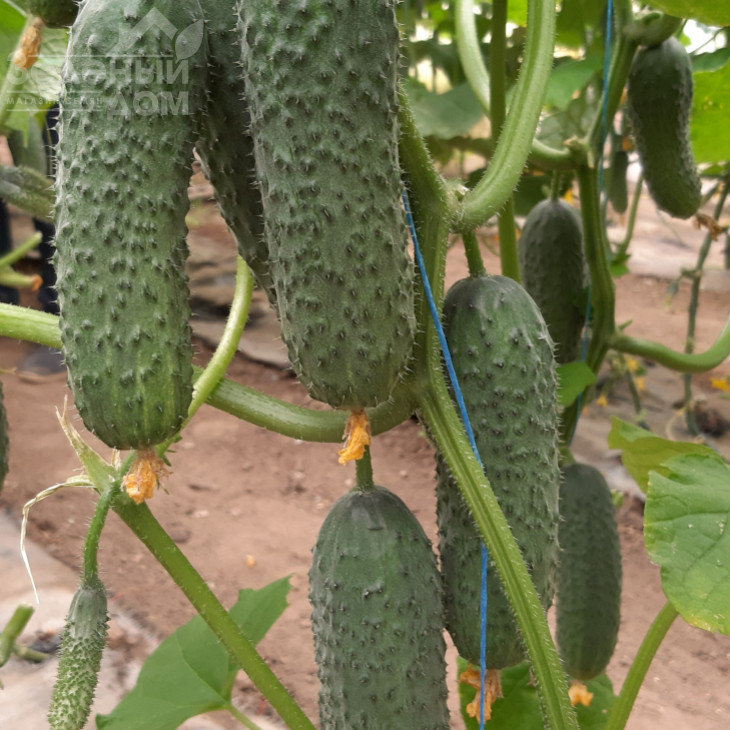 Коломбо F1 (ГБ 08) / Colombo F1 (GВ 08), 35-45 днів фото 2