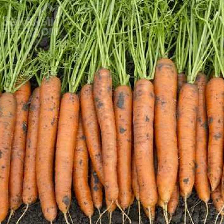 Карлано F1 / Carlano F1 фото 1