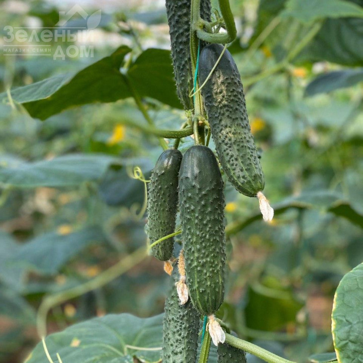 Баде F1 / Bade F1 фото 3