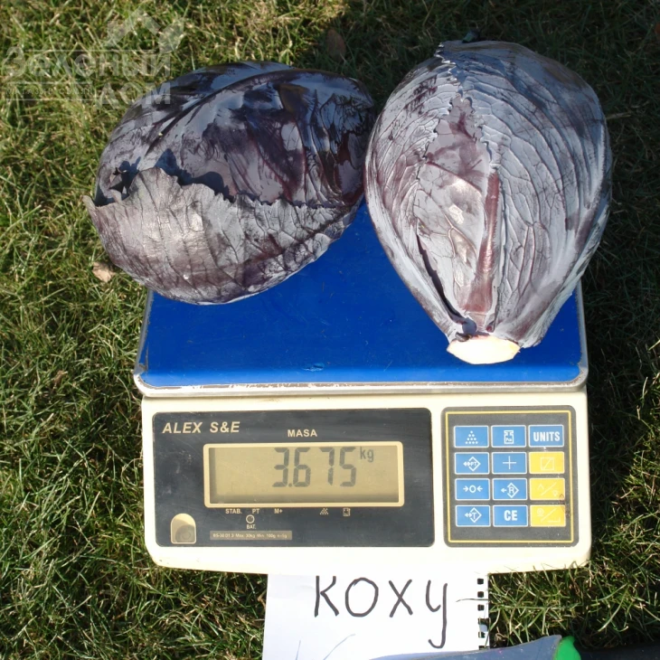 Рокси F1 / Roxy F1,125-135 дней фото 2