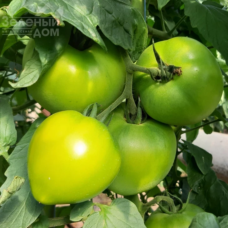 Лангранж F1 / Lagrange F1, 60-63 дня фото 2