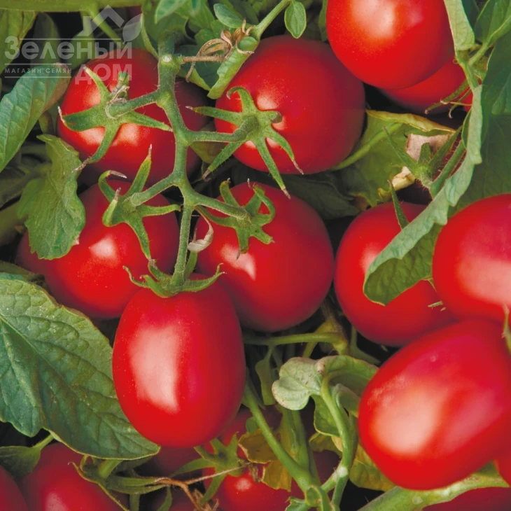 Астерикс F1 / Asteriks F1,100-105 дней фото 1