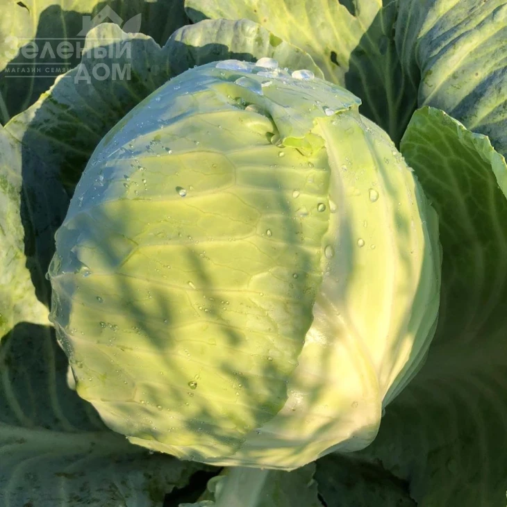 Фанси F1 / Fansi F1,85 дней фото 1