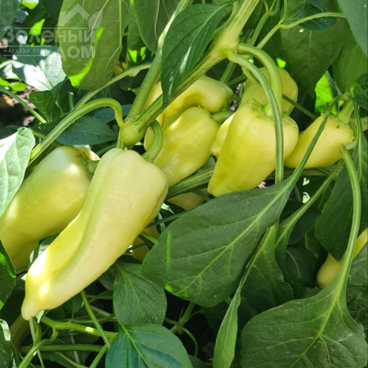 Сонетт F1 / Sonett F1, 70-75 днів фото 3