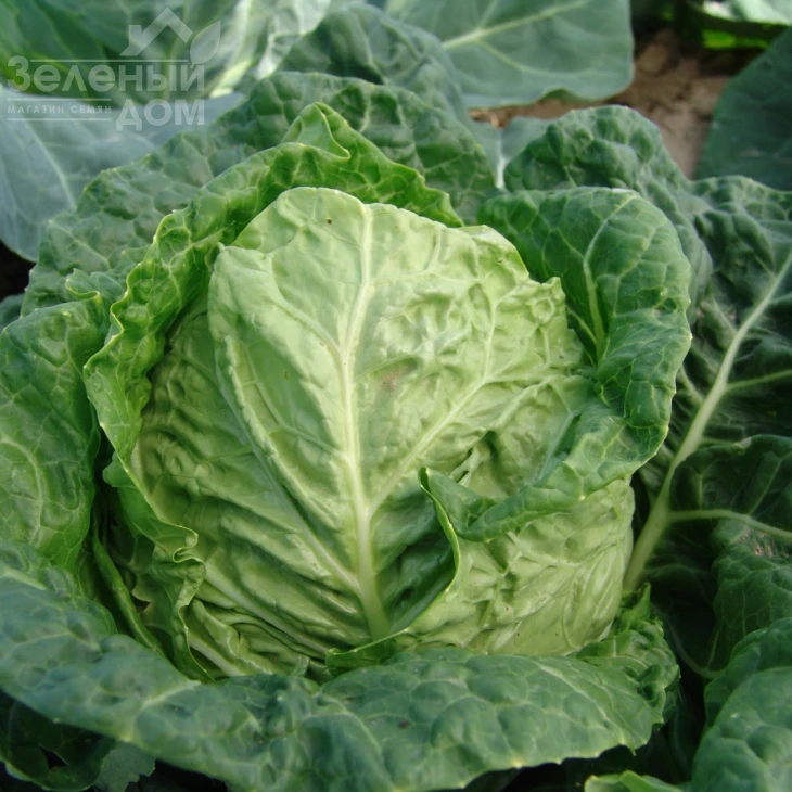 Рана Жлута / Rana Zluta,70-75 дней фото 1