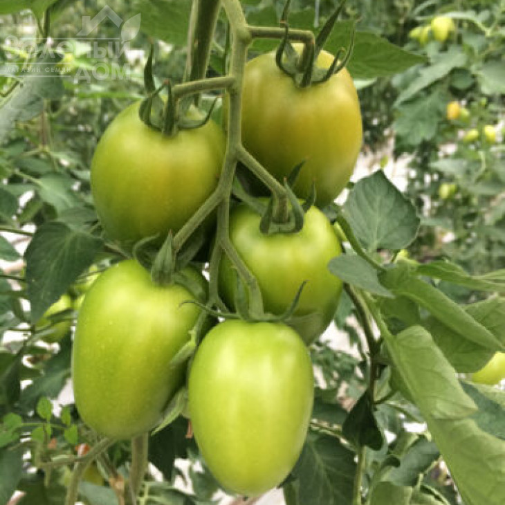 Ельза F1 / Elza F1,100 днів фото 2