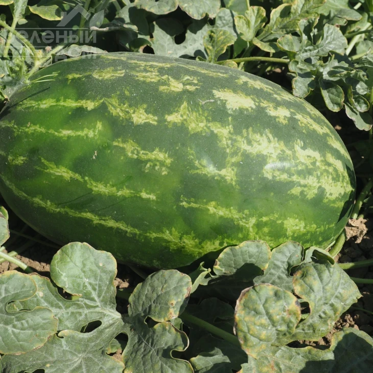 Эксплорер F1 / Eksplorer F1  фото 1