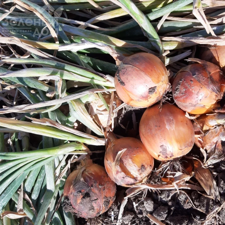 Отаман F1 / Otaman F1, 105-110 дней фото 4