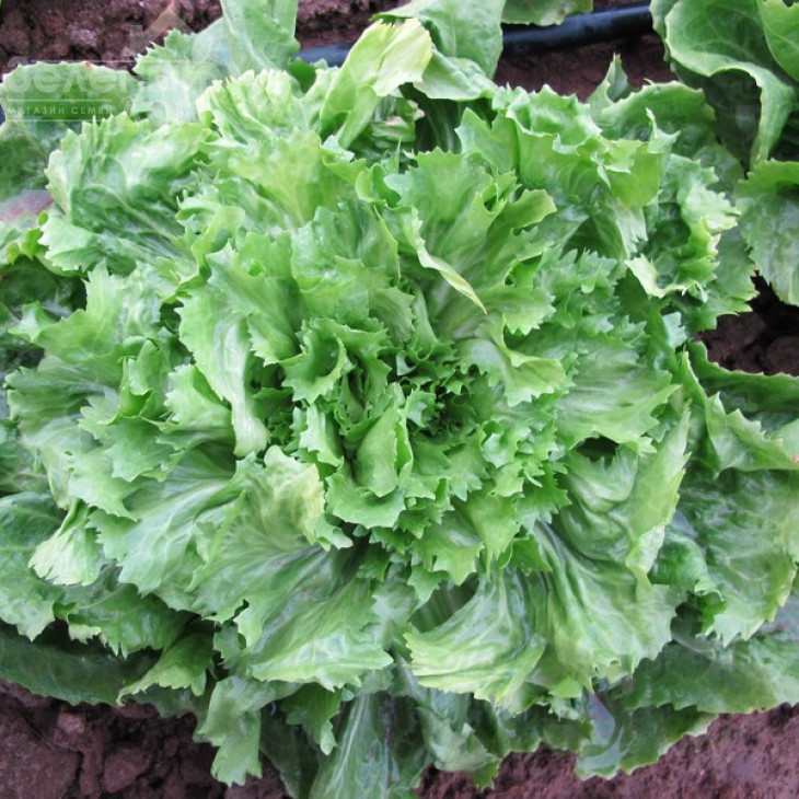 Парманс / Parmance фото 1