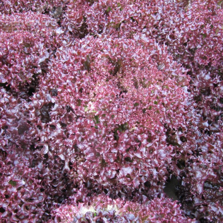 Лея / Lea фото 2