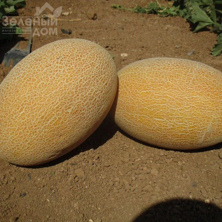 Мабелла F1 / Mabella F1,65-68 дней фото 1