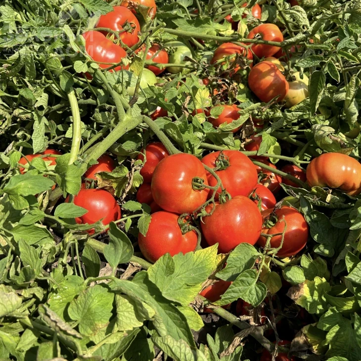 Томатина F1 / Tomatina F1, 62-67 дней фото 4