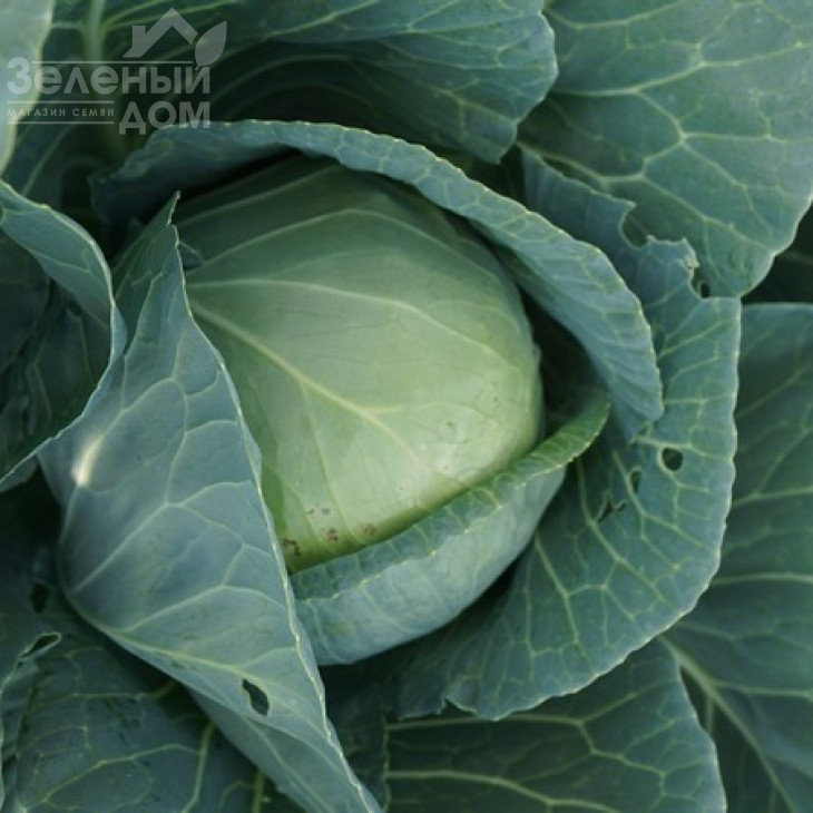 Сір F1 / Sir F1,60 днів фото 7