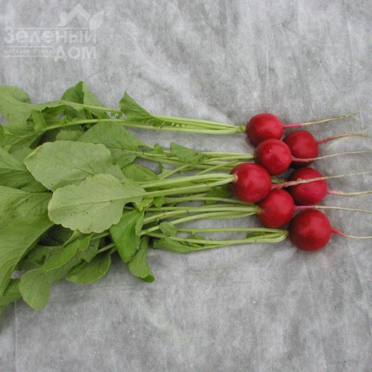 Пріма / Prima,25-30 днів фото 1