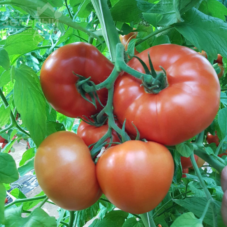 Сігнора F1 / Signora F1,65-70 днів фото 1