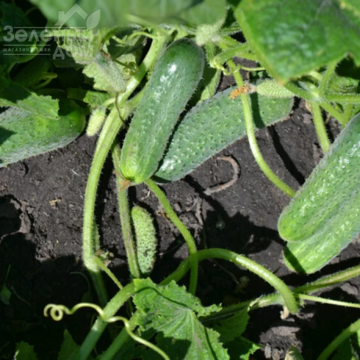 Убеда F1 / Ubeda F1,45-48 дней фото 1