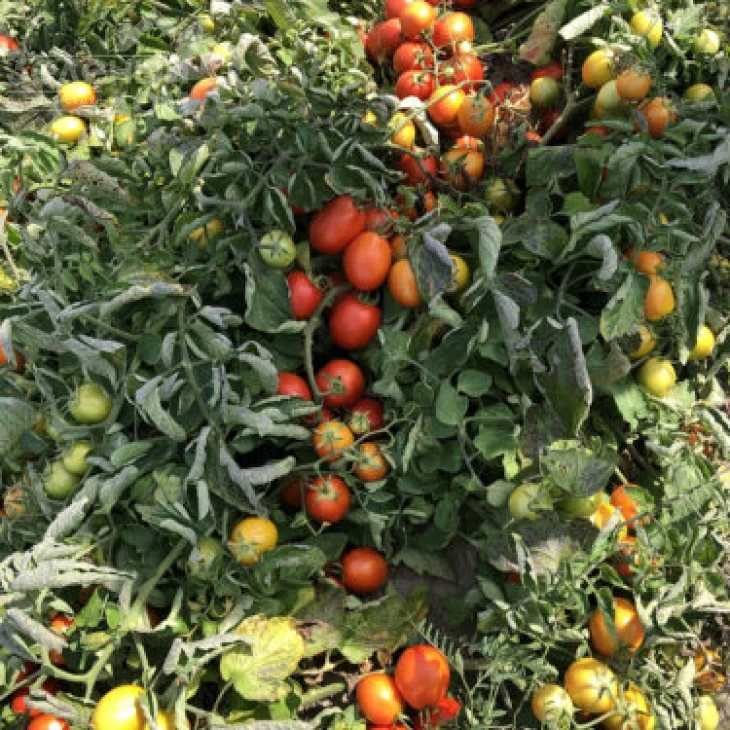 9969 F1 / 9969 F1, 105 дней фото 4