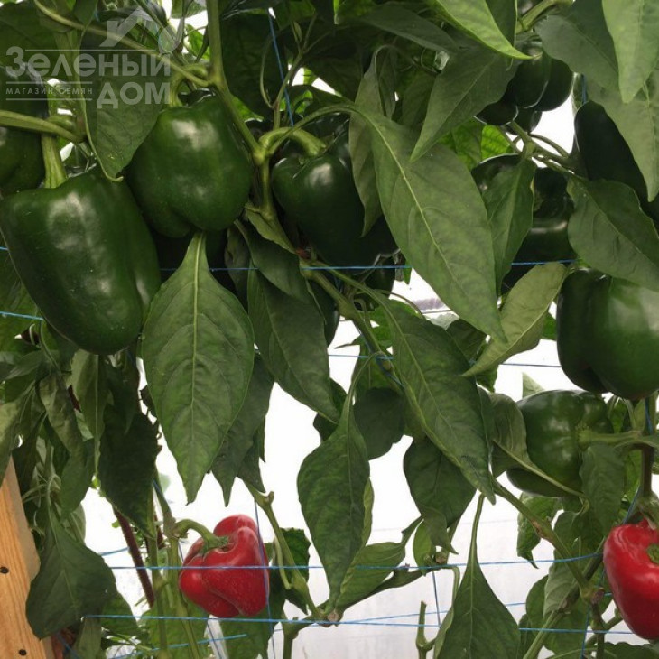 Вангард F1 / Vangard F1,85 днів фото 8