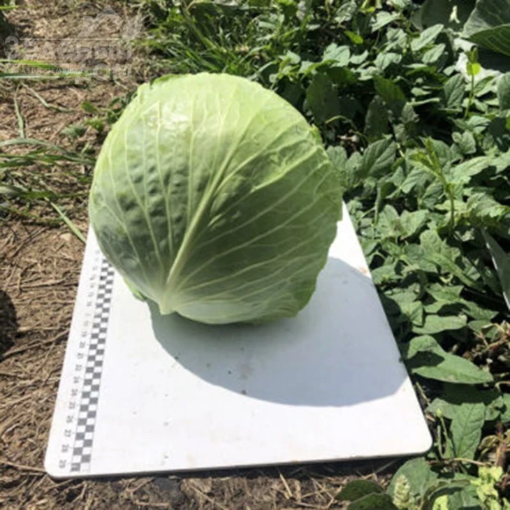 Кентукки F1 / Kentukky F1,80-85 дней фото 3