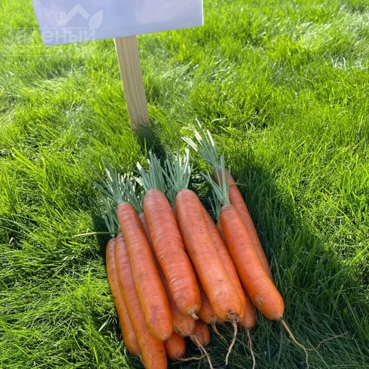 Каданс F1 / Kadans F1,135 дней фото 1