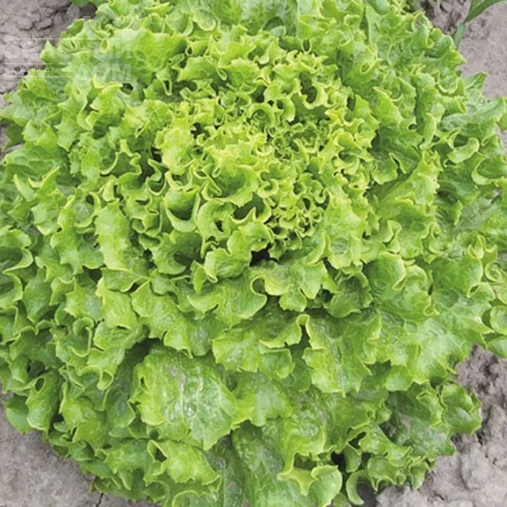 Аннисол / Annisol  фото 4