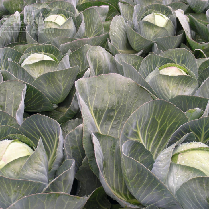 Ріекшн F1 / Reaction F1,118-120 днів фото 2