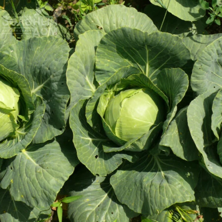 Пасадена F1 / Pasadena F1,50-55 дней фото 4