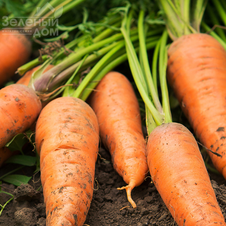 Лас Сайнтес / Las Saintes фото 1