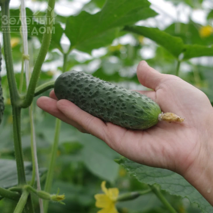 Директор F1 / Director F1,43-45 дней фото 2