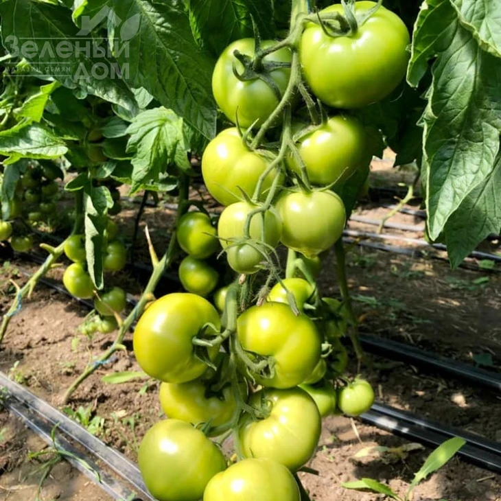 Агилис F1 / Agilis F1,90-95 дней фото 4