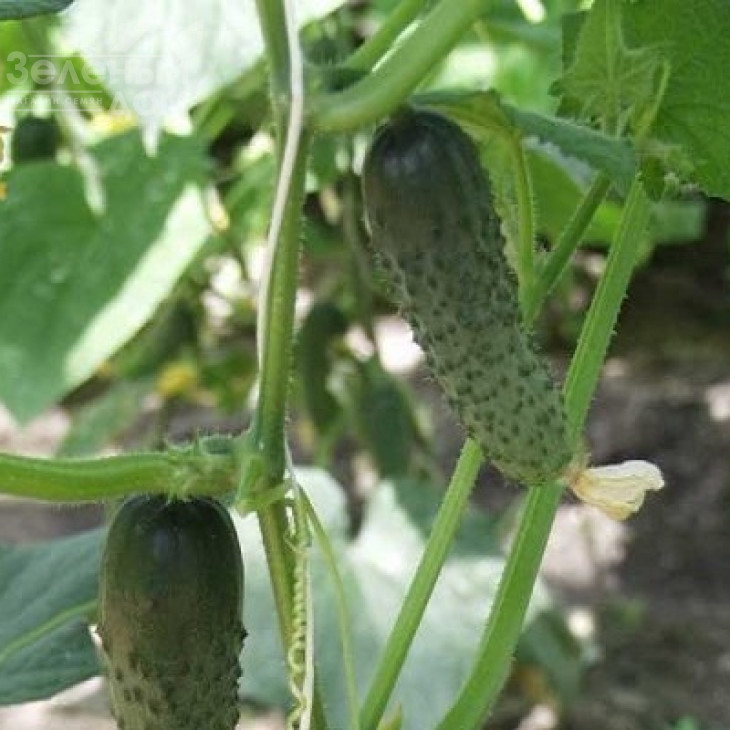 Ал'янс F1 / Allianz F1,40-45 днів фото 3