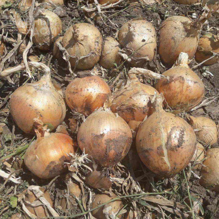 Вірджиліо F1 / Virdzhilio F1,80 днів фото 1