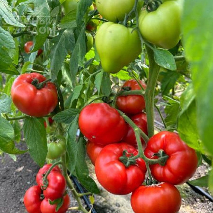 Костаред F1 / Сostared RZ F1 фото 1