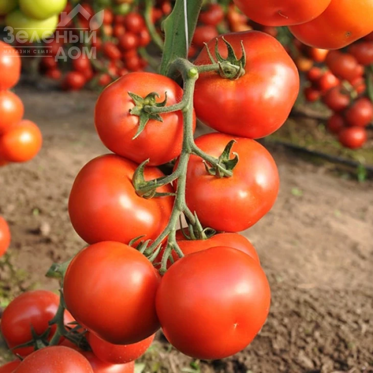 Айвенго F1 / Ivanhoe F1 фото 1