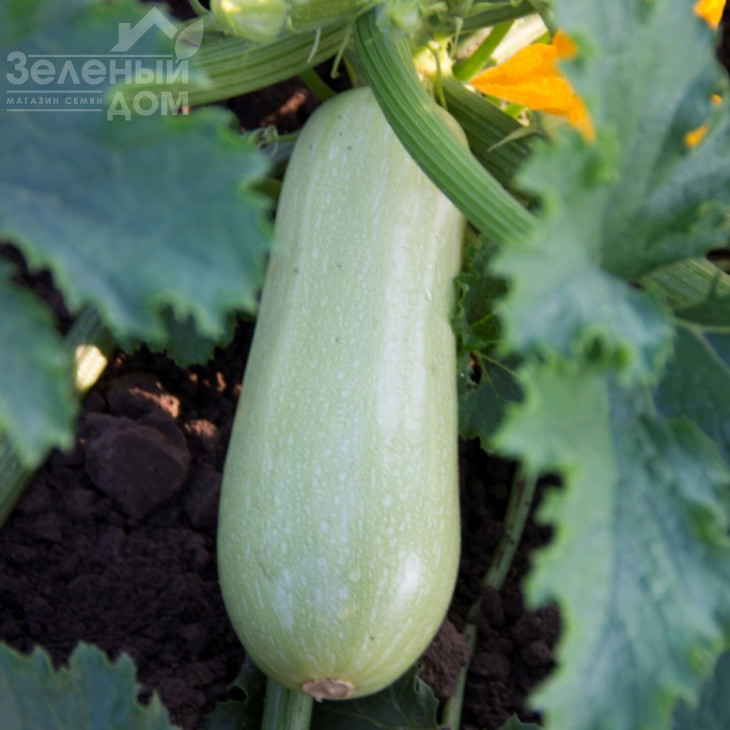 Таїр F1 / Tair F1 фото 2