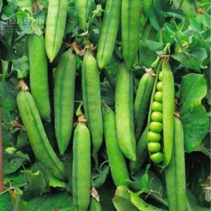 Бостон / Boston фото 1