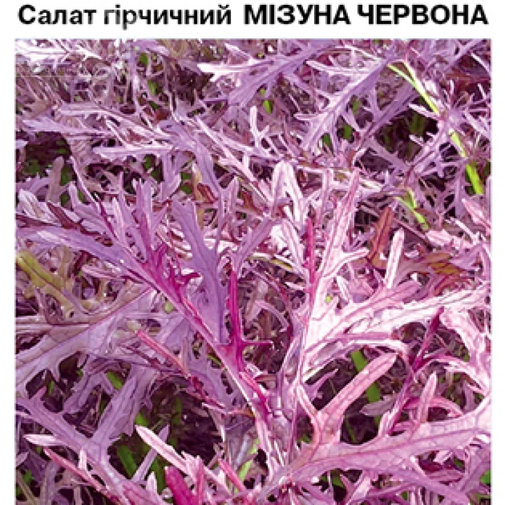 Мізуна червона / Mizuna red фото 1
