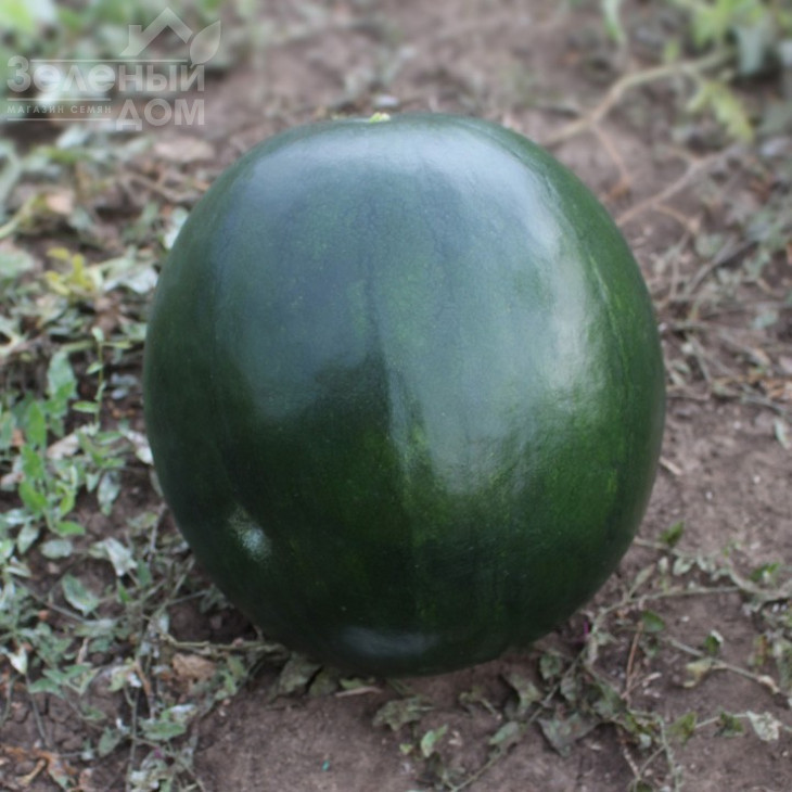 КС 160 F1 / KS 160 F1,65-70 днів фото 1